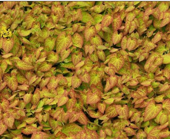 China EPIMEDIUM LEAF EXTRACT factory
