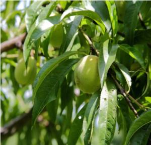China MONKFRUIT EXTRACT &amp; JUICE CONCENTRATED factory
