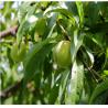 Buy cheap MONKFRUIT EXTRACT & JUICE CONCENTRATED from wholesalers