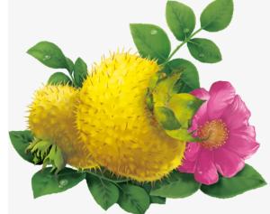 China ROXBURGH ROSE FRUIT EXTRACT factory