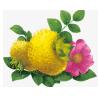 Buy cheap ROXBURGH ROSE FRUIT EXTRACT from wholesalers