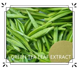 China GREEN TEA LEAF EXTRACT factory