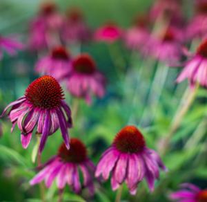 China ECHINACEA PURPUREA HERB EXTRACT factory
