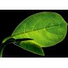 Buy cheap TEA THEABROWNINS from wholesalers
