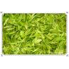 Buy cheap TEA THEANINE from wholesalers