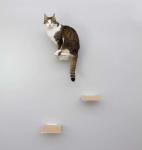 Offering Small Animals the Opportunity to Climb and Observe Black Powder Coated