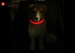 LED Flashing Dog Collars Adjustable Necklace Safety Collar Luminous Pet in Night