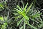 Bonsai 130cm Podocarpus Artificial Landscape Trees For Indoor Decoration