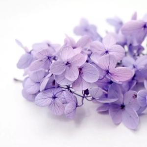 China Home decoration soft touch natural preserved hydrangea factory
