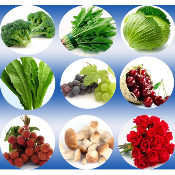 Fresh Produces Vacuum Cooing Machine