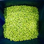 FDA and BRC Certified IQF Fresh Green Shelled Soybeans / Frozen Soybean Kernels