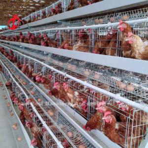 China 3 Tier Poultry Farming Cage System With 2.8-3.5mm Cage Wire - Easy To Install Mia factory