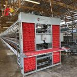 3/4/5 Tiers Battery Cage System for Automated Layer Chicken Poultry Farm Iris