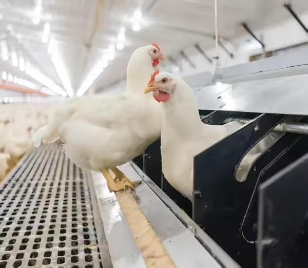 Hot Dip Galvanized Steel Poultry Farming Cage Automatic Meat Broiler Battery