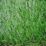 Natural Looking Synthetic Grass for Wedding Decoration