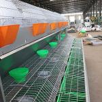 2400 * 2000 * 1500mm Farm Rabbit Cage For Rearing / Breeding Container Shipping