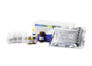 China Anti Mullerian Hormone Elisa Kit For Female Fertility Diagnosis factory