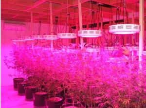 China full specrum hydroponic grow light replace 600w cob led grow light factory