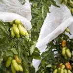 250GSM Fabric Fruit Protection Bags