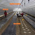 Galvanized Steel Frame Mushroom Growing Shade Net Greenhouse for Agricultural