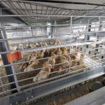 Hot Dip Galvanized Poultry Cages For Chicken Farms Baby Chickens