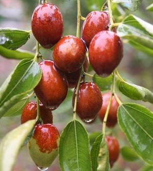 Wild Jujuba Extract Jujubosides min 2% UV, Jujuboside A+B HPLC treat ND,