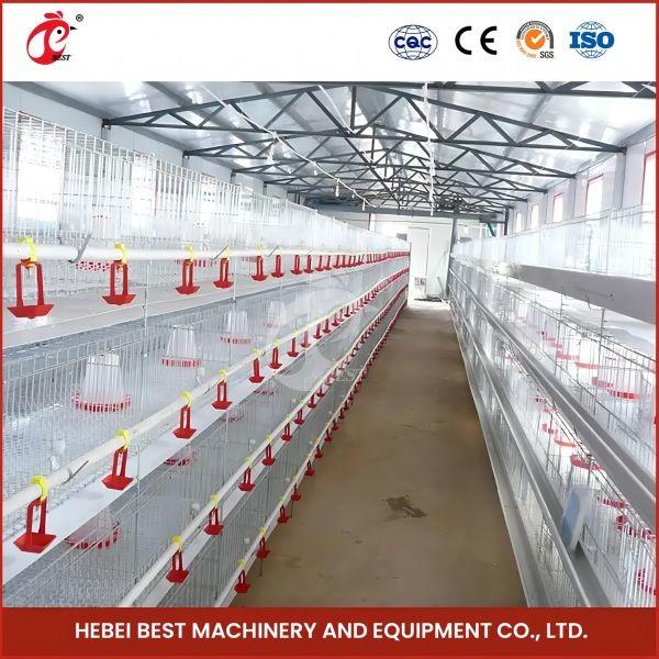 Hot Galvanized Automatic Pullet Baby Chick Brooder Cage 192 Birds 1.2m Length