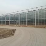 Farming Venlo Aluminum Frame Glass Greenhouse For Agriculture Growing