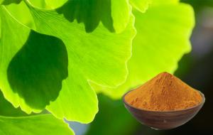 China Pure Ginkgo Biloba Extract Powder For Improving Mental Performance on sale