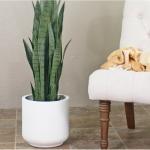 Wholesale Real Plant Display With Fiber Clay Planters Decoration