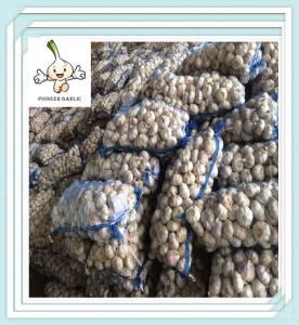 China normal chinese elephant wholesale natural fresh white garlic,high quality factory