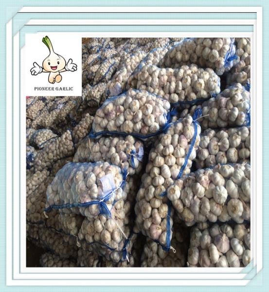 Popular Unique Style top sale pure white garlic 6.0cm types of 2016 hot sale