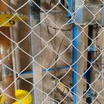 9 10 Gauge Chainlink Fence Wire And for Industry Galvanized Chain Link Fences