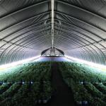 Automatic Ventilation Light Deprivation Greenhouse With UV Resistant Polyethylen