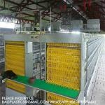 Layer Cages 3 Rows 3 Tiers 4 Tiers A Type Layer Cage Automatic Layer Cage Egg