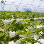 Galvanized Steel Hydroponics Strawberry Greenhouse Large Size