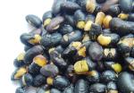 Out Of Direct Sunlight Fava Bean Snack with Pizze Flavor Nut Snacks