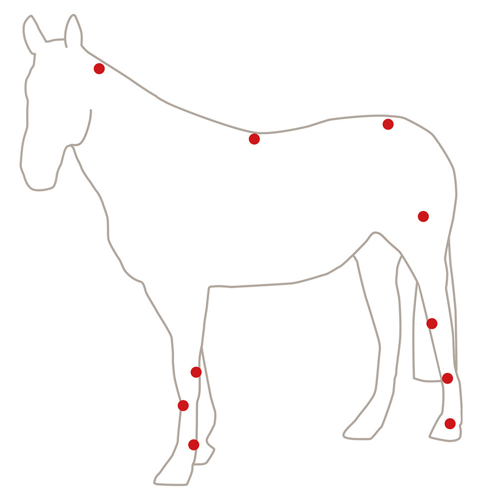 veterinary medical shock wave therapy equipment shockwave equine Equine Shock Wave Therapy machine