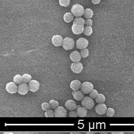 China Polymer Magnetic Polymer Beads For Immunodiagnosis 300nm 10 mg / mL 5 mL factory