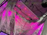 650Watt Seoul 395nm Osram 730nm 4x4 Led Grow Light