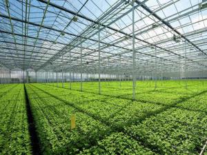 China Tempered Vegetable Plants Growing Greenhouse factory