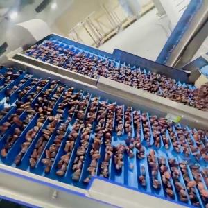 China Computer Control High Capacity Dates Sorting Machine 8 Lane High Precision &amp; Defect Detection factory