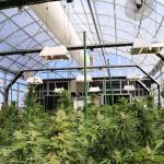Agricultural Curtain Fabric Blackout Greenhouse Autpmatic Control Herb Light