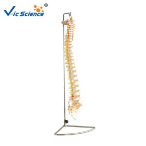 China Vertebral Column 80x32x39cm Anatomical Skeleton Model factory