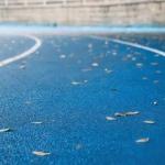 Indoor Synthetic Athletic Track EPDM Rubber Granule For Stadium Sports 9-13mm