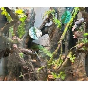 Vivarium Background PU Material Ecological Natural Home Crawlers Reptiles