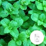 Natural 100% Pure Body Massage Spearmint Essential Oil For Skin