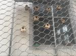 5mm Stainless Steel Aviary Mesh