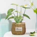 PE Artificial Potted Floor Plants For Fake Plant Philodendron Birkin