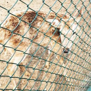 China PVC Coated Hot Dipped Galvanized Chain Link Fence 1mx30m Roll on sale